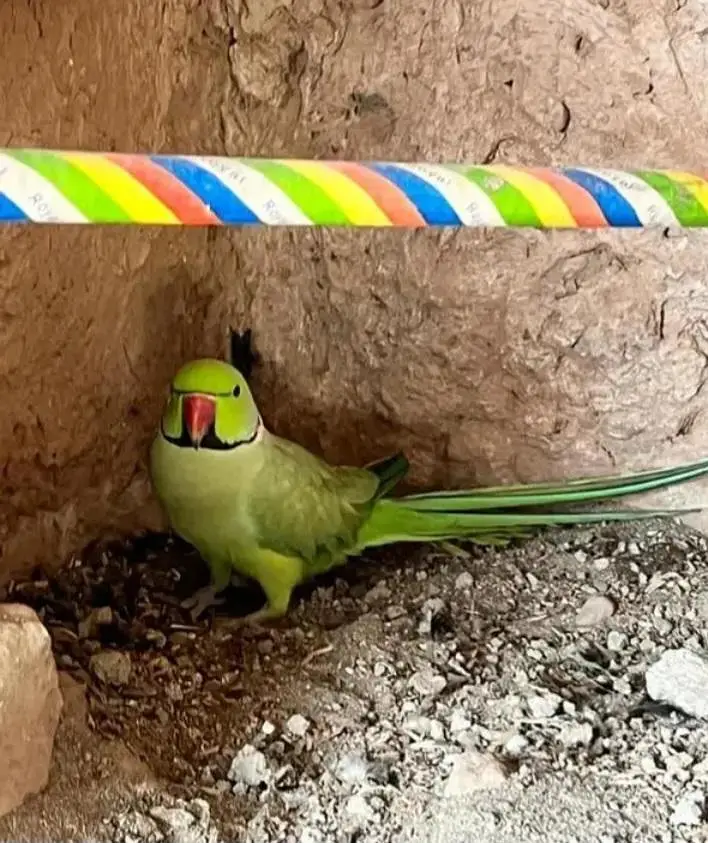 ring neck green parrot pair with wooden house for eggs — photo 2