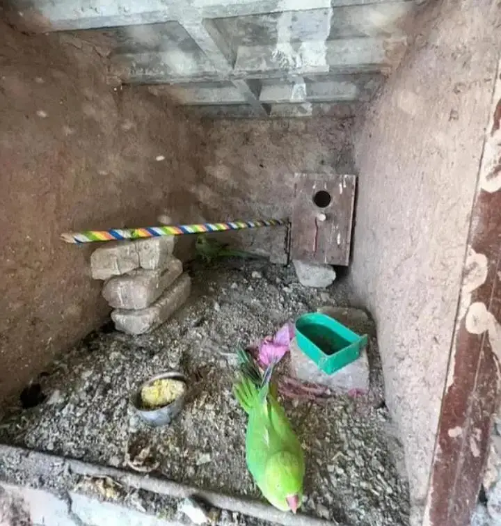 ring neck green parrot pair with wooden house for eggs — photo 3