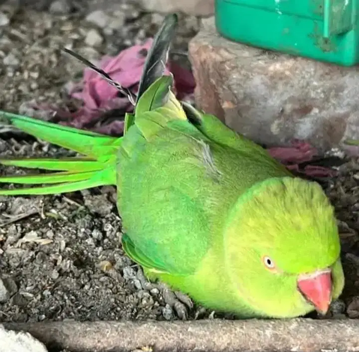 ring neck green parrot pair with wooden house for eggs — photo 4