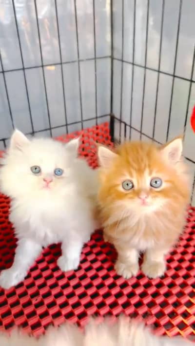 Quality Persian cat & Kittens. Male & female 03479996792. whatsapp