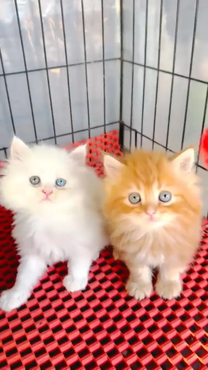 Quality Persian cat & Kittens. Male & female 03479996792. whatsapp — photo 2