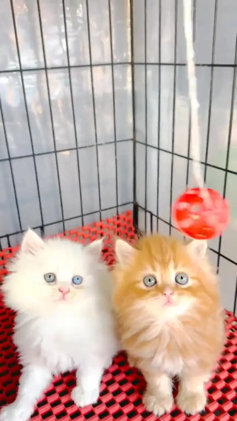 Quality Persian cat & Kittens. Male & female 03479996792. whatsapp — photo 3