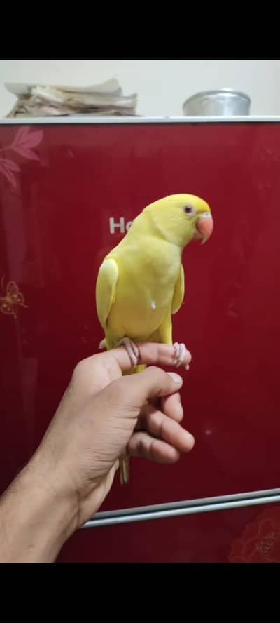 yellow ring nak hand taim zero bite