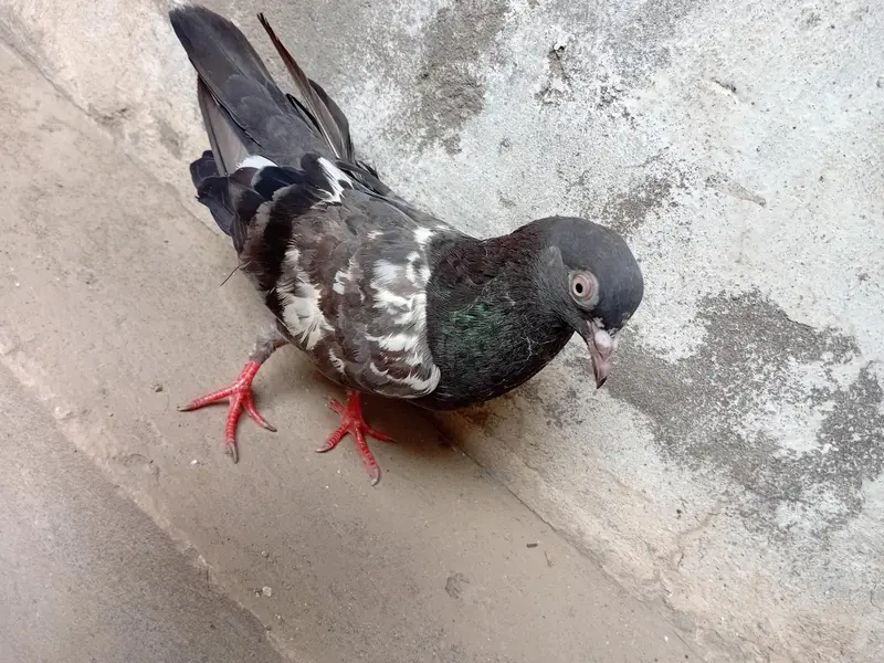 Beautiful Kabutr — photo 5