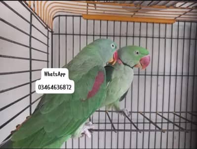 Kashmiri raw parrot and time talking delivery all Pakistan