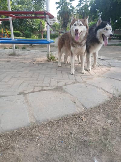 beutifull pair of siberian husky dogs 