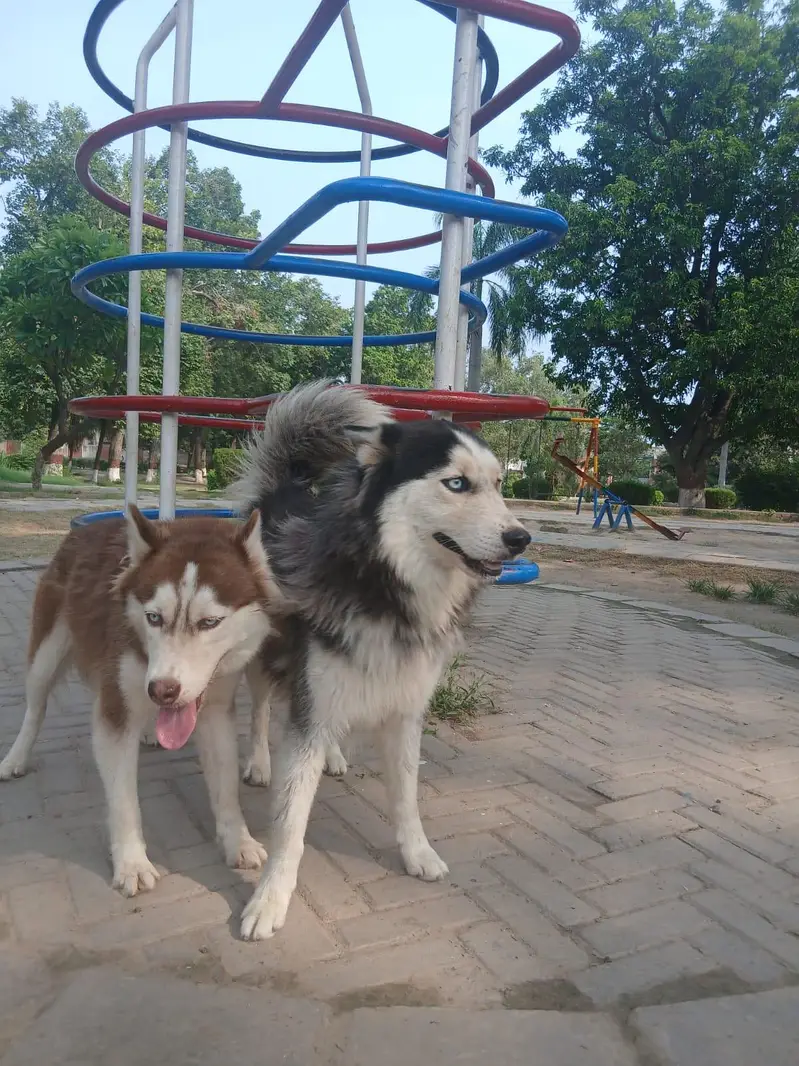 beutifull pair of siberian husky dogs  — photo 2