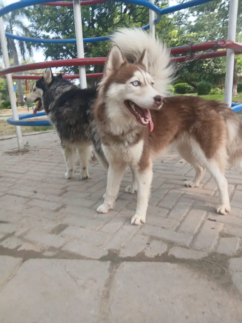 beutifull pair of siberian husky dogs  — photo 4