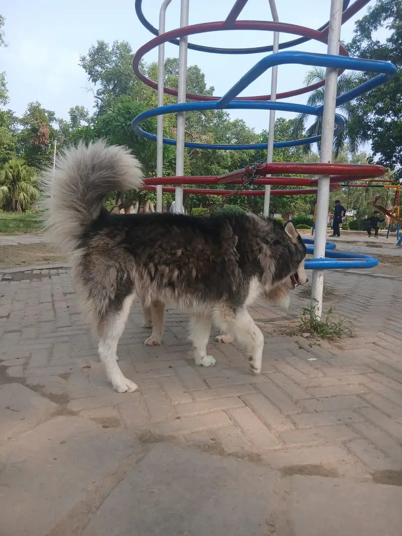 beutifull pair of siberian husky dogs  — photo 5