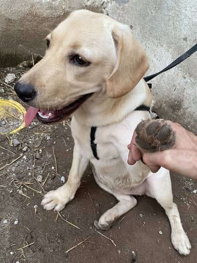 Pure Labra female 5 months ( fully vaccinated )