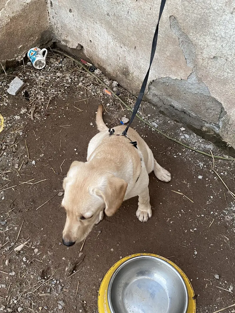 Pure Labra female 5 months ( fully vaccinated ) — photo 2
