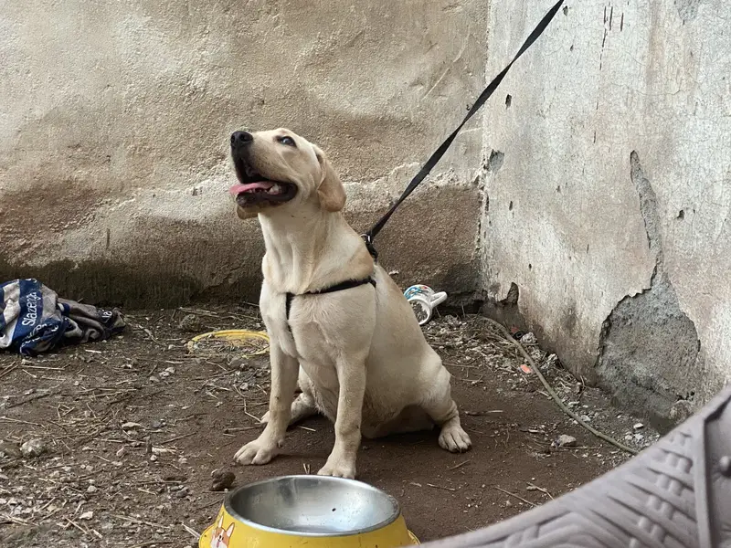 Pure Labra female 5 months ( fully vaccinated ) — photo 3