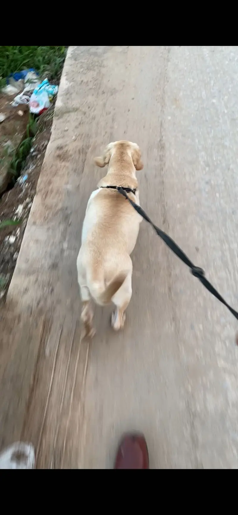 Pure Labra female 5 months ( fully vaccinated ) — photo 4