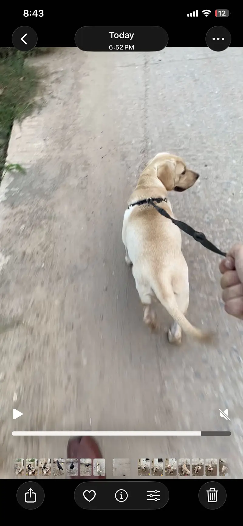 Pure Labra female 5 months ( fully vaccinated ) — photo 5