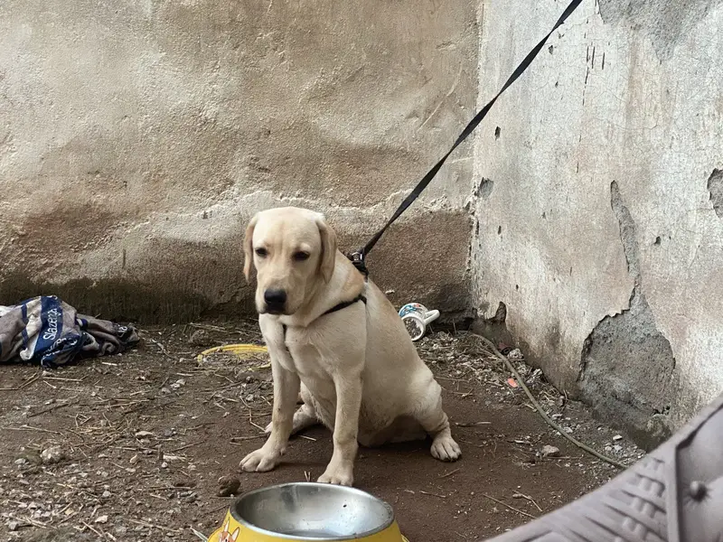 Pure Labra female 5 months ( fully vaccinated ) — photo 6