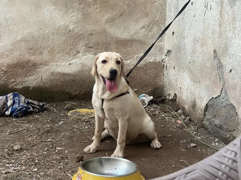 Pure Labra female 5 months ( fully vaccinated ) — photo 7