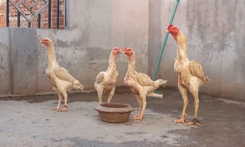 quality birds