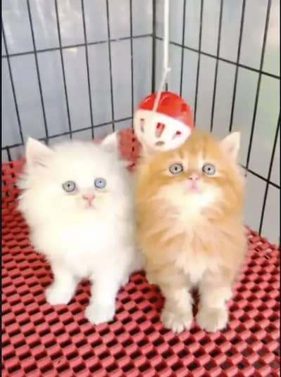 Persian cat baby cute for sale