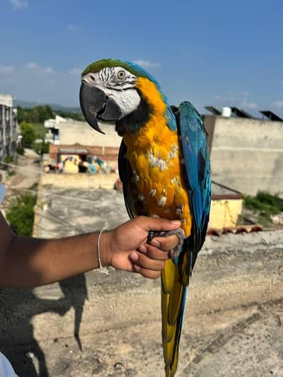 Macaw and Cockatoo available for sale