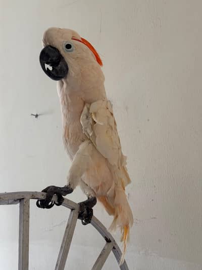 Cockatoo Mulocan available for sale