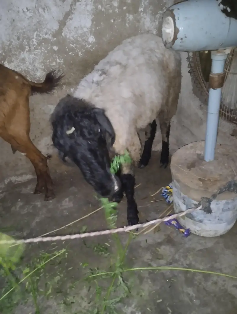 Dumba 2 months pet SE ghaban dumba — photo 2