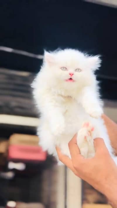 Quality Persian cat & Kittens. Male & female 03479996792. whatsapp