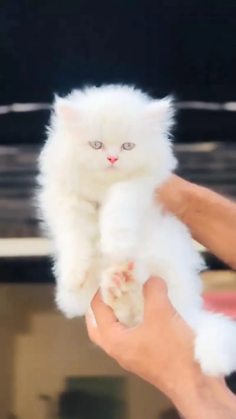Quality Persian cat & Kittens. Male & female 03479996792. whatsapp — photo 2