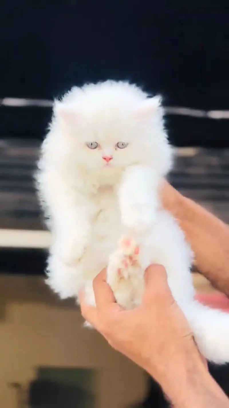 Quality Persian cat & Kittens. Male & female 03479996792. whatsapp — photo 3