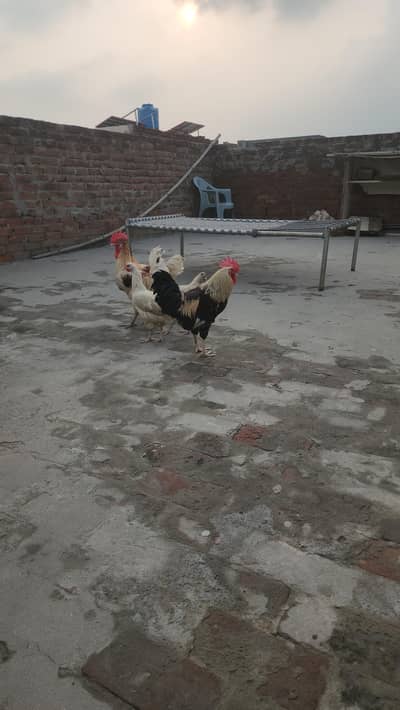 dasi hens pair