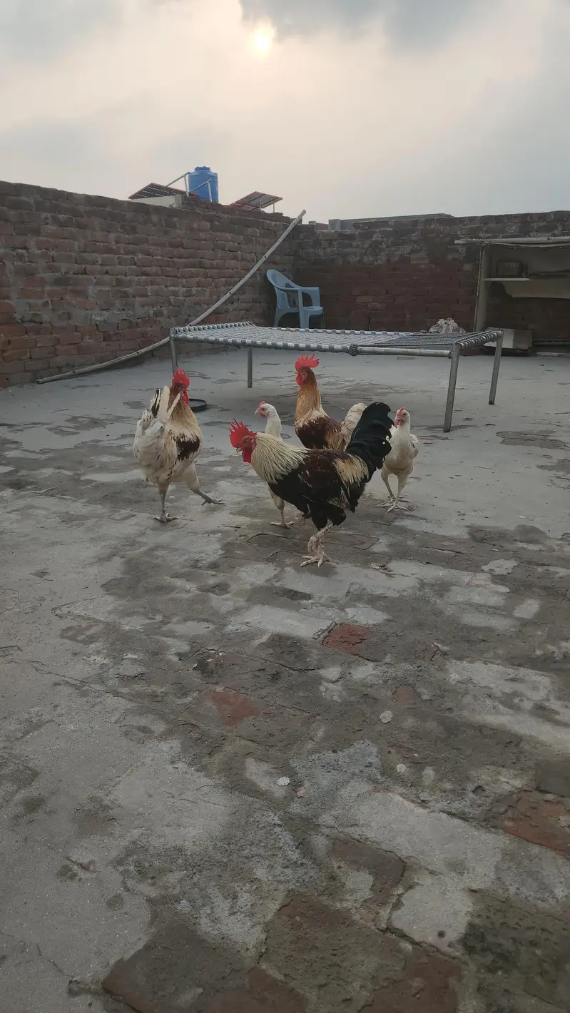 dasi hens pair — photo 2