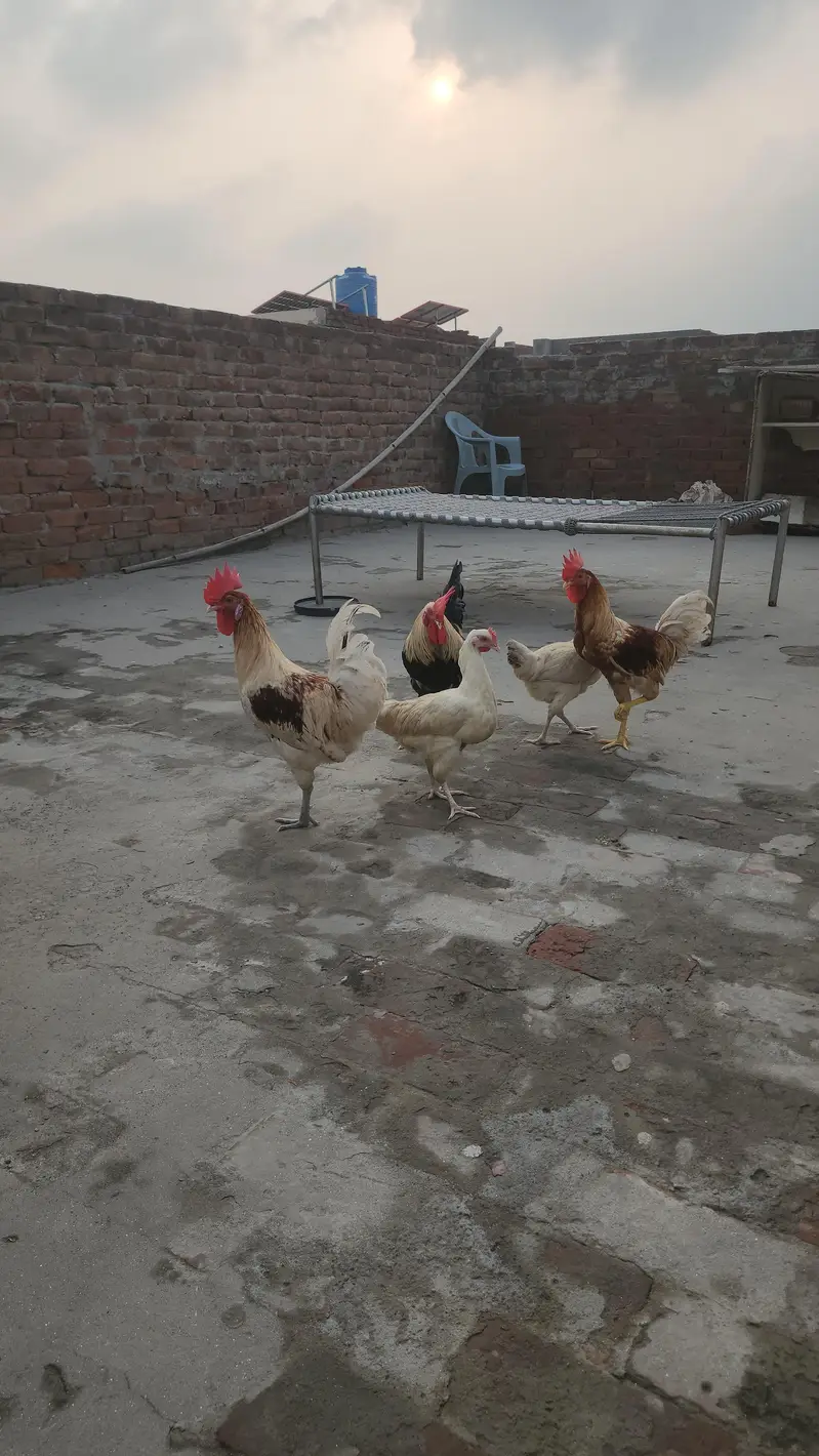 dasi hens pair — photo 3