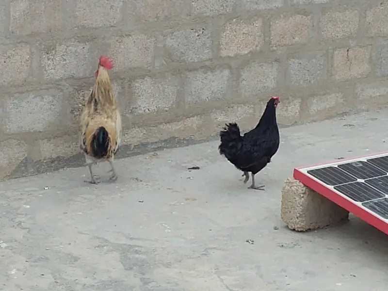 aik murgha aik murghi — photo 2