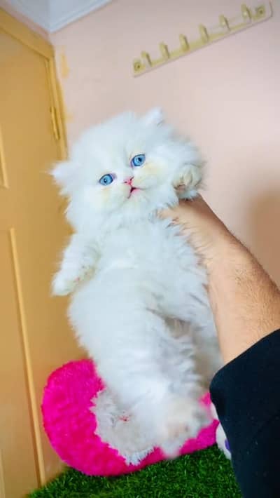 Quality Persian cat & Kittens. Male & female 03479996792. whatsapp