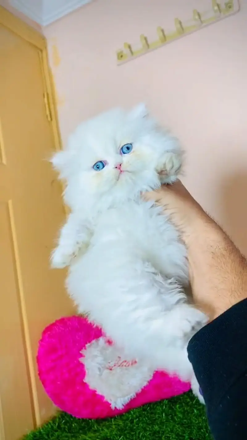 Quality Persian cat & Kittens. Male & female 03479996792. whatsapp — photo 2