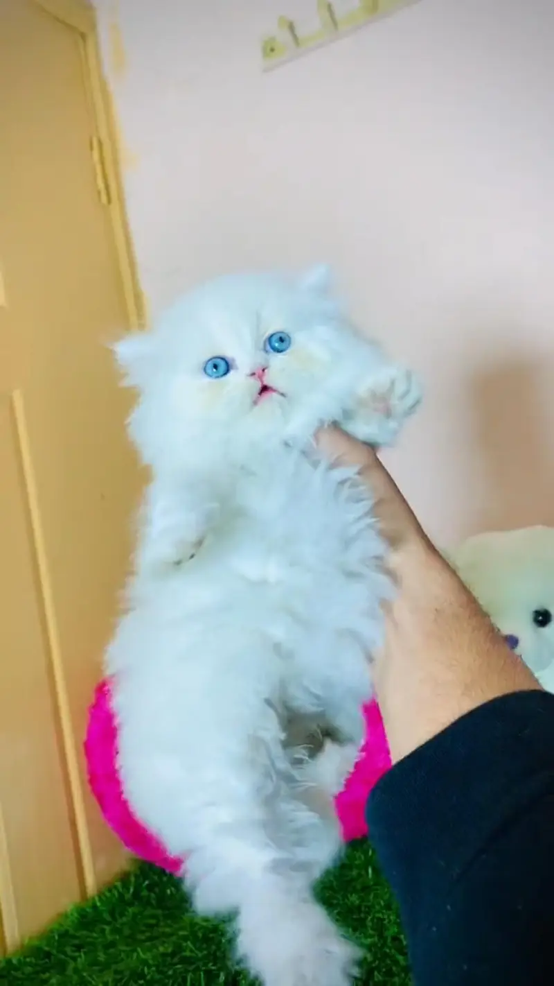 Quality Persian cat & Kittens. Male & female 03479996792. whatsapp — photo 3