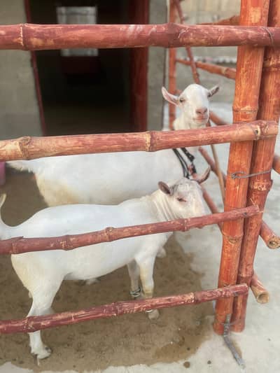 Teddy goats