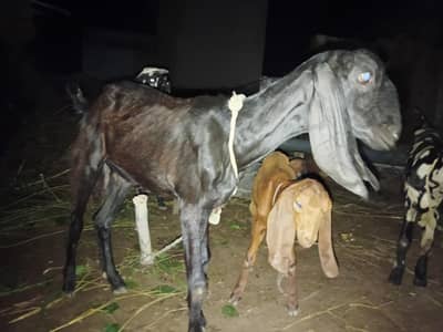 2 female bachon wali bakri