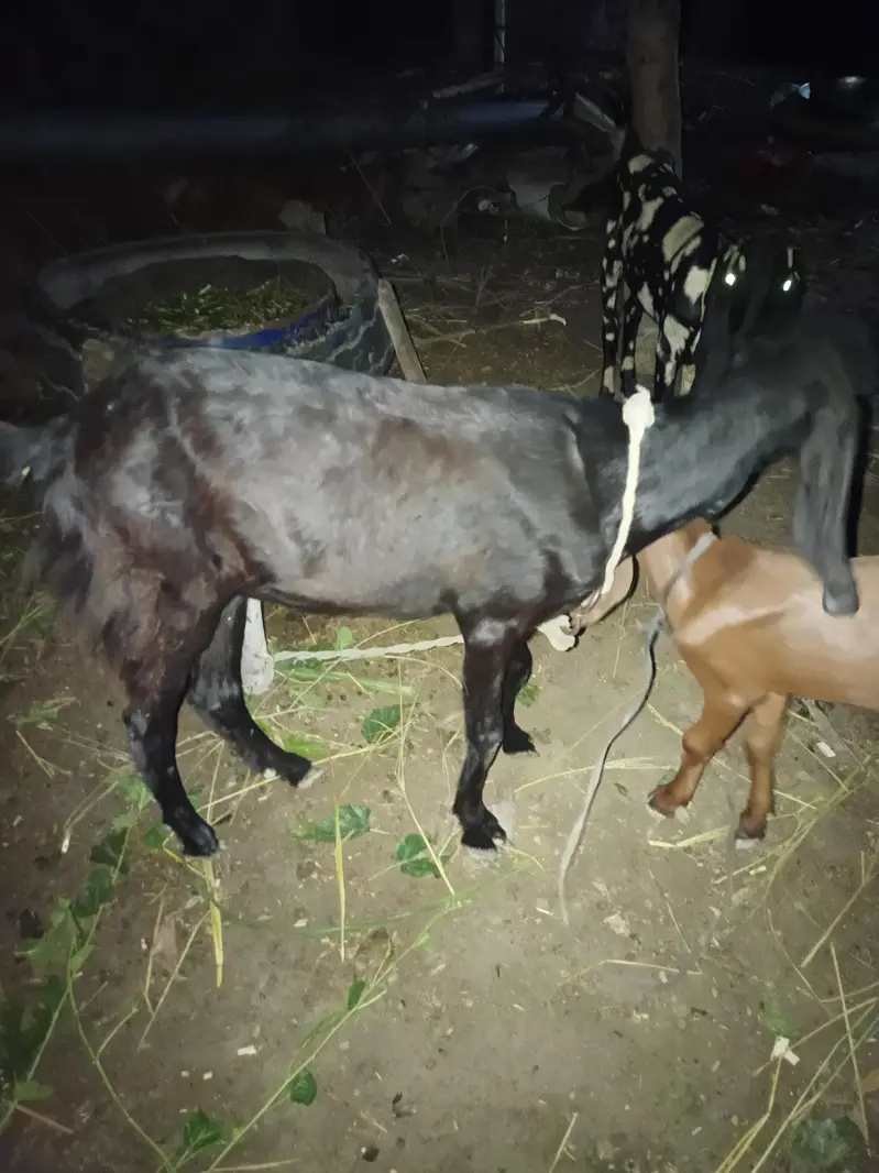 2 female bachon wali bakri — photo 2