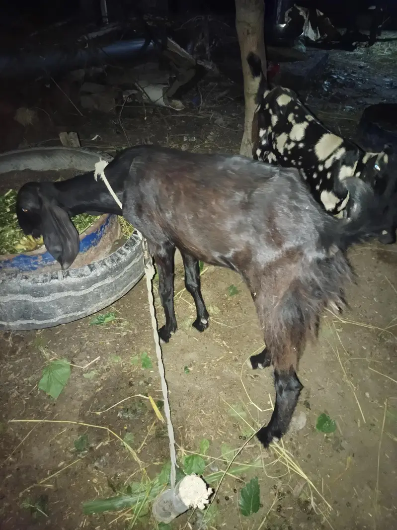 2 female bachon wali bakri — photo 3
