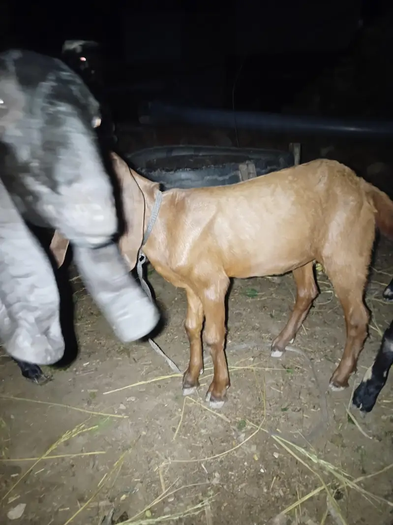 2 female bachon wali bakri — photo 4