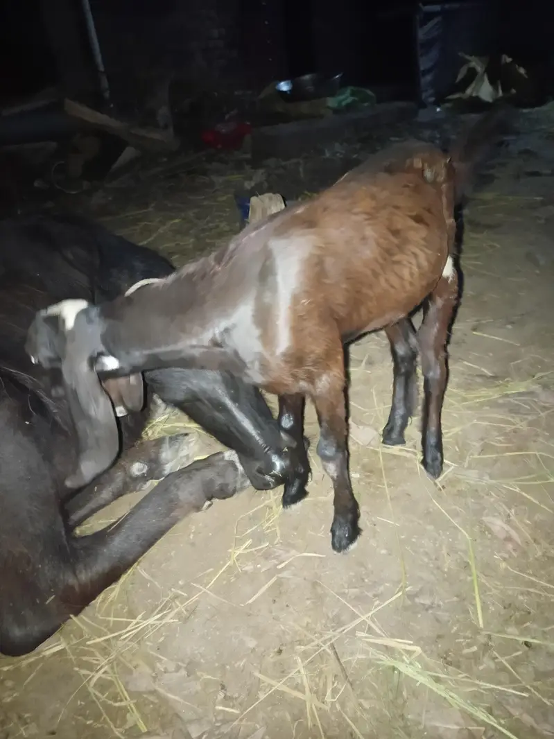 2 female bachon wali bakri — photo 5