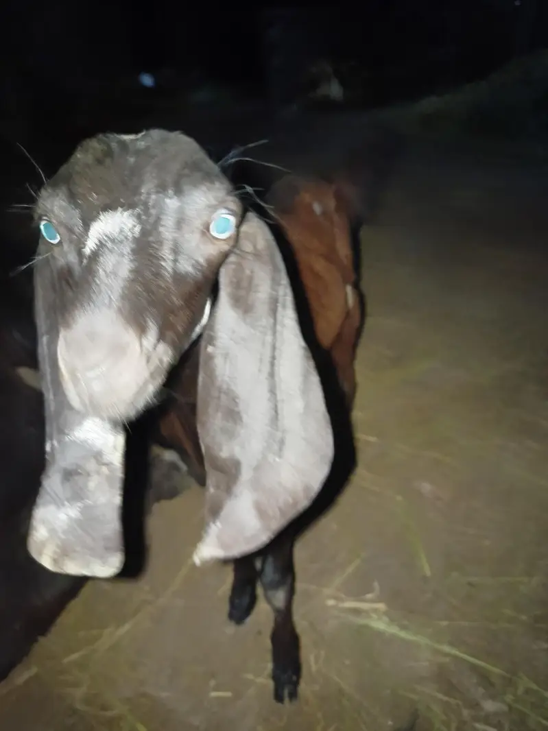 2 female bachon wali bakri — photo 6