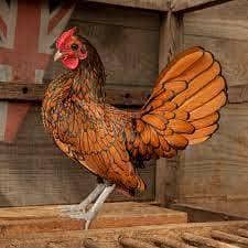 Golden sebright Pair for sale
