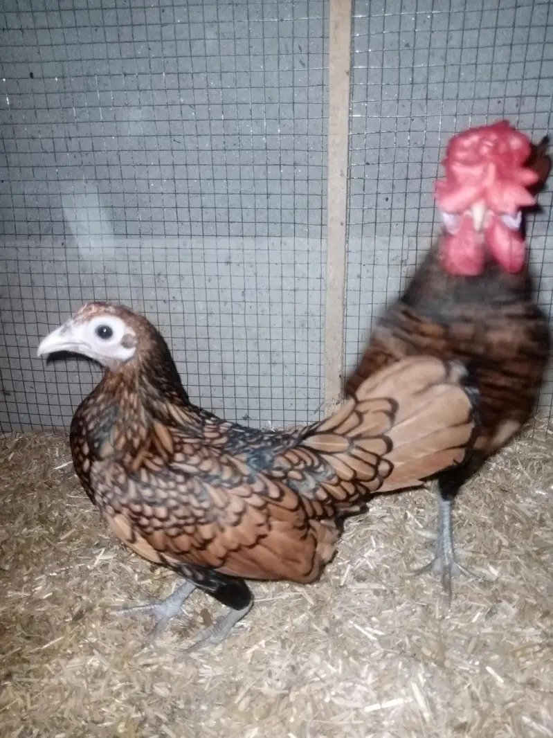 Golden sebright Pair for sale — photo 2