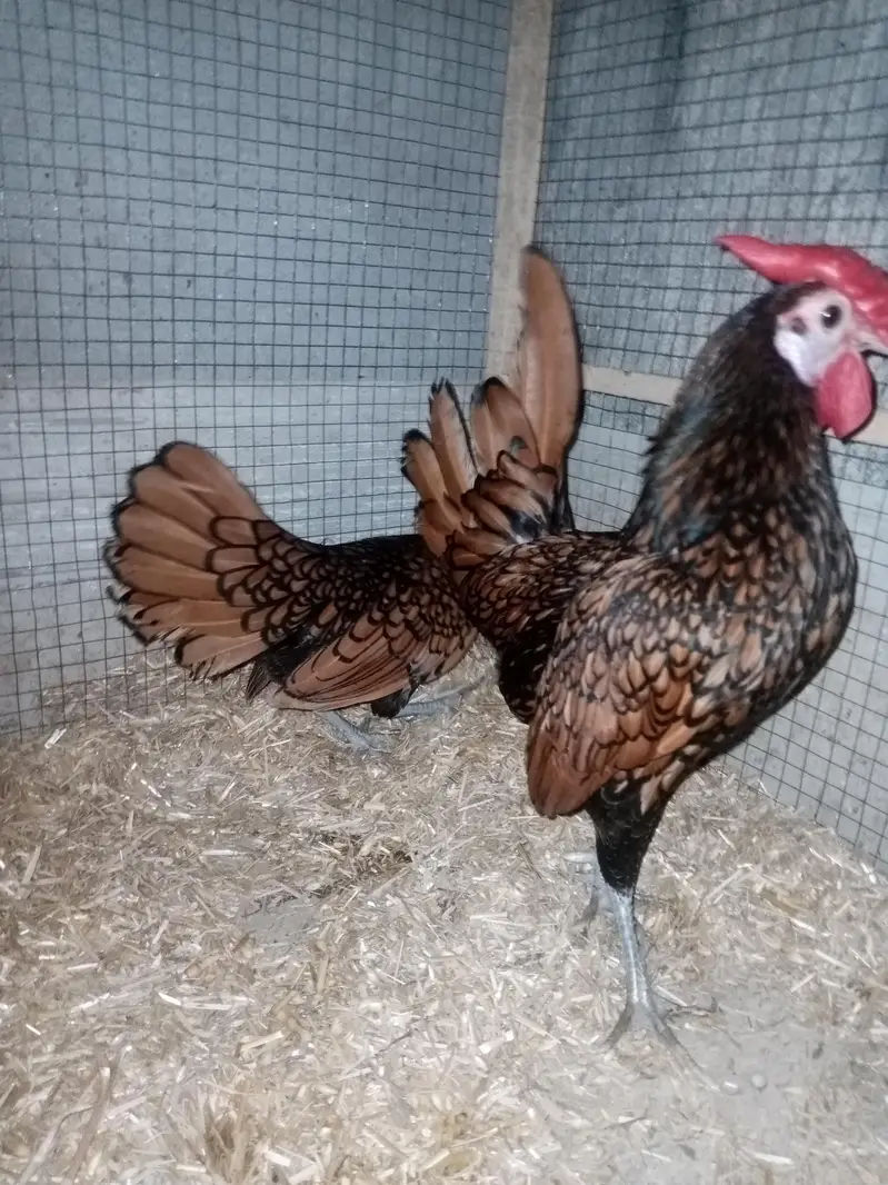 Golden sebright Pair for sale — photo 3