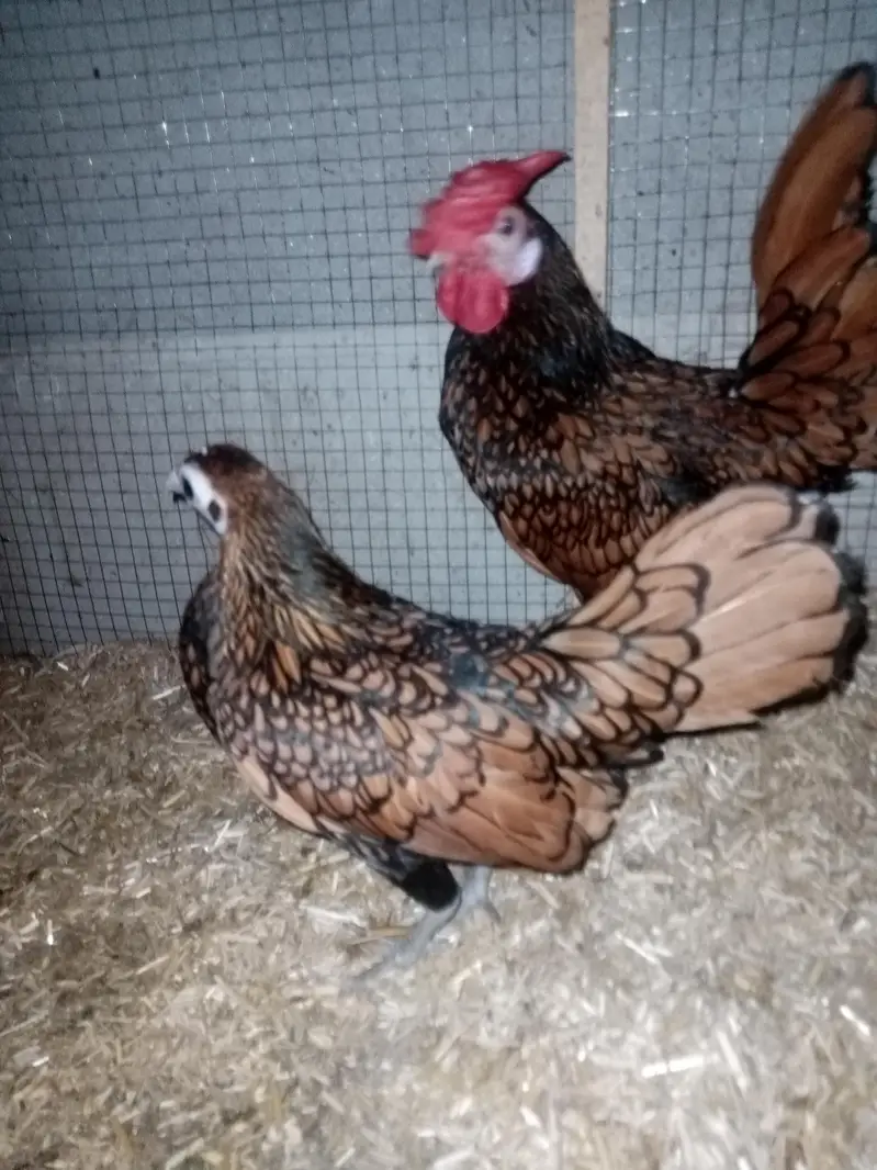 Golden sebright Pair for sale — photo 4