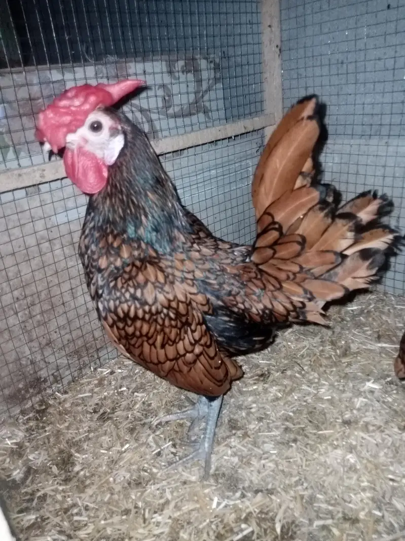 Golden sebright Pair for sale — photo 5
