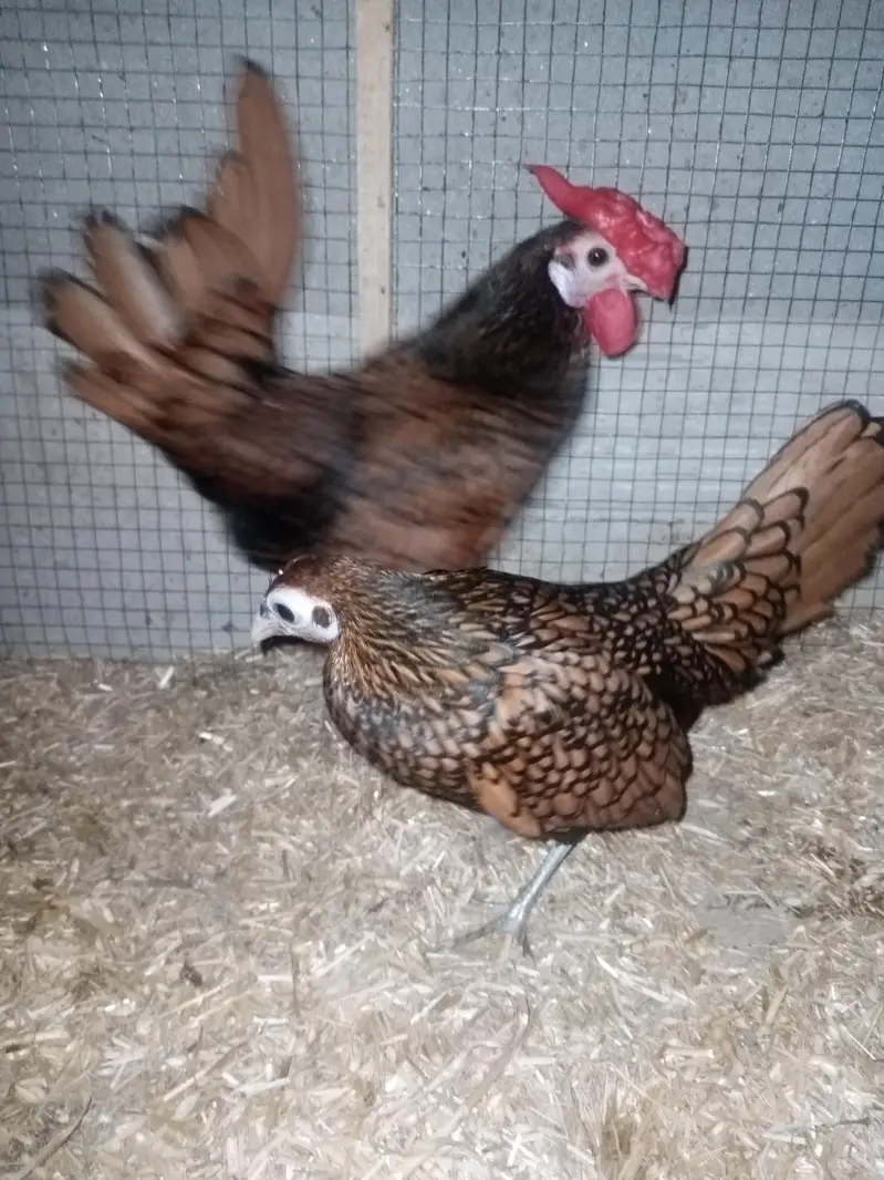Golden sebright Pair for sale — photo 6