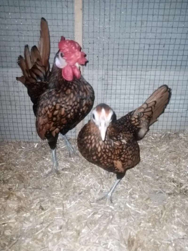 Golden sebright Pair for sale — photo 7