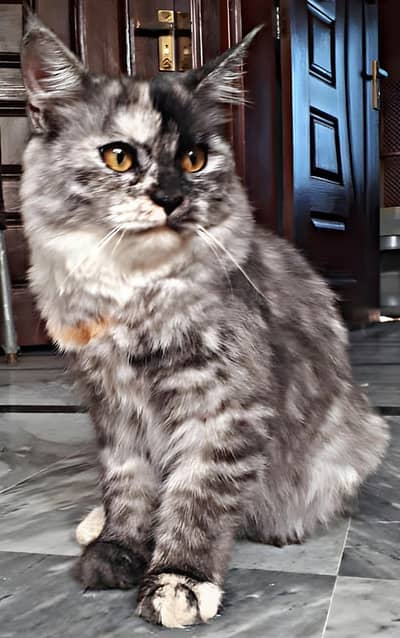 Persian Spey Cat For Sale
